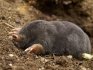 Types of moles - we understand the "pedigree"