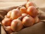 Conditions for growing onions