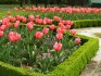 Tips for decorating flower beds with perennials
