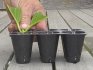 Propagation of hydrangea by cuttings