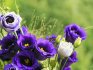 Possible problems when growing eustoma