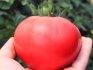 فوائد الطماطم كبيرة الثمار