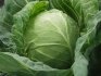 Cabbage: historical background