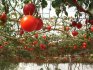 خصائص أخطبوط شجرة الطماطم f1