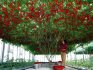 Amateur cultivation of the tomato tree
