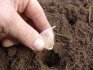 شروط وقواعد زراعة الثوم الشتوي