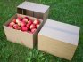 How to keep apples until winter: the best options