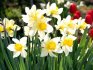 When daffodils bloom