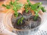 Jak pěstovat chryzantéma z kytice