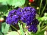 Growing heliotrope from seeds
