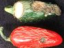 Diseases of sweet pepper