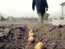 cum să plantezi cartofi