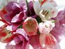 Caring for cut tulips