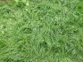 Ryegrass perene