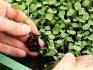 How to plant petunia correctly