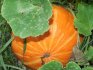 How to plant a pumpkin