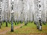 koliko godina živi breza