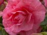 Terry mix begonia care