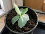 Growing eustoma from seeds