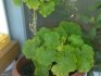 Why geraniums do not bloom