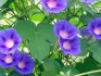 Growing morning glory from seeds