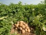 محصول البطاطا لكل هكتار