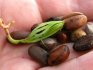 How to germinate pine nuts