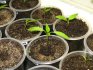 when to plant peppers for seedlings