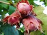 Odrůdy lískových ořechů