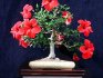 hibiscus trandafir chinezesc