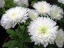 chrysanthemum care