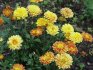 chrysanthemum care