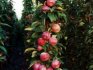 sadnja i briga za stupasto stablo jabuke