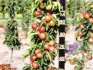 sadnja i briga za stupasto stablo jabuke