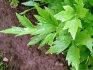 lovage root