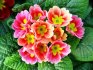 How to care for a primrose flower