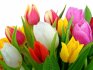 jak udržet tulipány déle