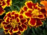 When to sow marigolds for seedlings