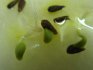 sprouted aster seeds