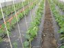 zemědělská technologie pro okurky