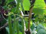 Growing green beans - some subtleties