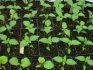 Why pepper seedlings turn yellow
