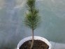 How to germinate pine nuts