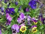 Sadnja sadnica viole