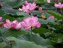 lotus de țânțari