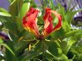 gloriosa from seeds