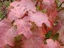 oak-leaved hydrangea
