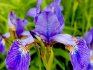 cvijet irisa