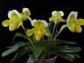 orchidea papiopedilum
