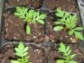hogyan lehet körömvirág palántákat növeszteni